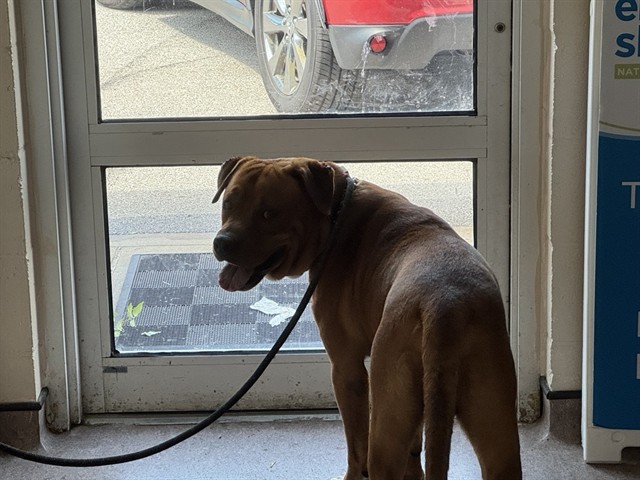 Shelter Stray Male Dog last seen HANLEY AND PAGE, 1705 S Hanley Rd, Brentwood, MO 63144, USA