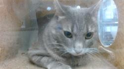 Shelter Stray Female Cat last seen Near BLOCK ELEVEN ON 44TH AND BRYANT, 2811 SE 29th St, Oklahoma City, OK 73129, USA