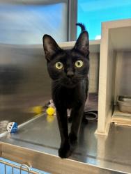 Shelter Stray Female Cat last seen , 12155 Park Blvd, Brighton, CO 80601, USA
