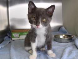 Shelter Stray Male Cat last seen Near BLOCK SHANNON ST, TALLAHASSEE FL 32305, 1125 Easterwood Dr, Tallahassee, FL 32311, USA