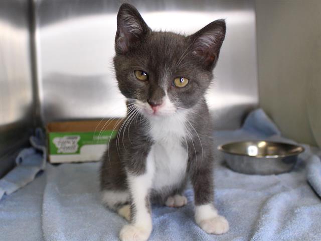 Shelter Stray Male Cat last seen Near BLOCK SHANNON ST, TALLAHASSEE FL 32305, 1125 Easterwood Dr, Tallahassee, FL 32311, USA