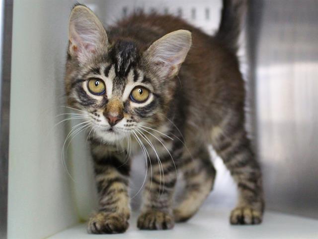 Shelter Stray Female Cat last seen Near BLOCK HOLTON ST, TALLAHASSEE FL 32310, 1125 Easterwood Dr, Tallahassee, FL 32311, USA