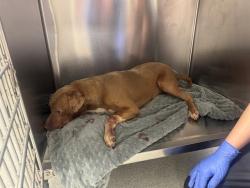 Shelter Stray Female Dog last seen , 4704 Corporation Dr, Fayetteville, NC 28306, USA