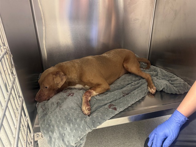 Shelter Stray Female Dog last seen , 4704 Corporation Dr, Fayetteville, NC 28306, USA