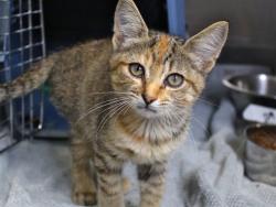 Shelter Stray Female Cat last seen Near BLOCK COOLIDGE CT, TALLAHASSEE FL 32311, 1125 Easterwood Dr, Tallahassee, FL 32311, USA