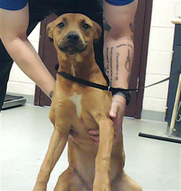 Shelter Stray Female Dog last seen Near BLOCK SMITHFIELD RD, WADE NC 28395, 4704 Corporation Dr, Fayetteville, NC 28306, USA