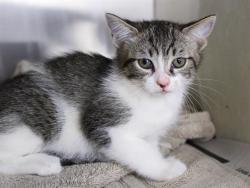 Shelter Stray Male Cat last seen Near BLOCK PARK AVE E, TALLAHASSEE FL 32301, 1125 Easterwood Dr, Tallahassee, FL 32311, USA