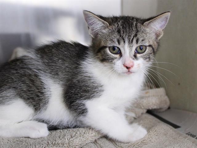 Shelter Stray Male Cat last seen Near BLOCK PARK AVE E, TALLAHASSEE FL 32301, 1125 Easterwood Dr, Tallahassee, FL 32311, USA