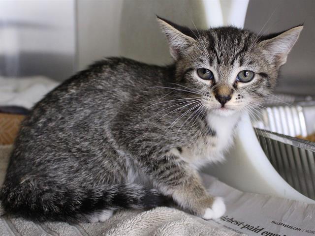 Shelter Stray Male Cat last seen Near BLOCK PARK AVE E, TALLAHASSEE FL 32301, 1125 Easterwood Dr, Tallahassee, FL 32311, USA