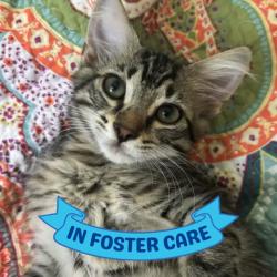 Shelter Stray Female Cat last seen Near BLOCK BLOUNTSTOWN HWY, TALLAHASSEE FL 32310, 1125 Easterwood Dr, Tallahassee, FL 32311, USA