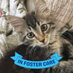 Shelter Stray Female Cat last seen Near BLOCK BLOUNTSTOWN HWY, TALLAHASSEE FL 32310, 1125 Easterwood Dr, Tallahassee, FL 32311, USA