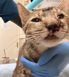 Shelter Stray Female Cat last seen Near BLOCK WAGON WHEEL DR, RIVERSIDE CA 92506, 6851 Van Buren Boulevard, Jurupa Valley, CA 92509, USA
