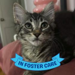 Shelter Stray Female Cat last seen Near BLOCK BLOUNTSTOWN HWY, TALLAHASSEE FL 32310, 1125 Easterwood Dr, Tallahassee, FL 32311, USA