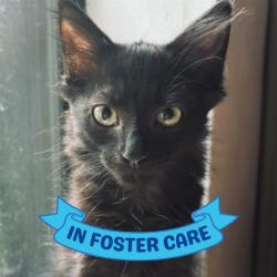 Shelter Stray Female Cat last seen Near BLOCK BLOUNTSTOWN HWY, TALLAHASSEE FL 32310, 1125 Easterwood Dr, Tallahassee, FL 32311, USA