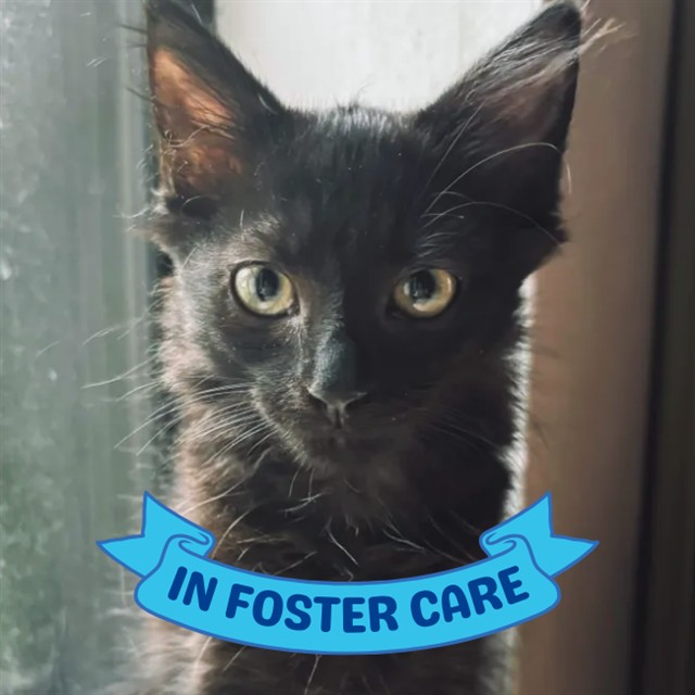 Shelter Stray Female Cat last seen Near BLOCK BLOUNTSTOWN HWY, TALLAHASSEE FL 32310, 1125 Easterwood Dr, Tallahassee, FL 32311, USA