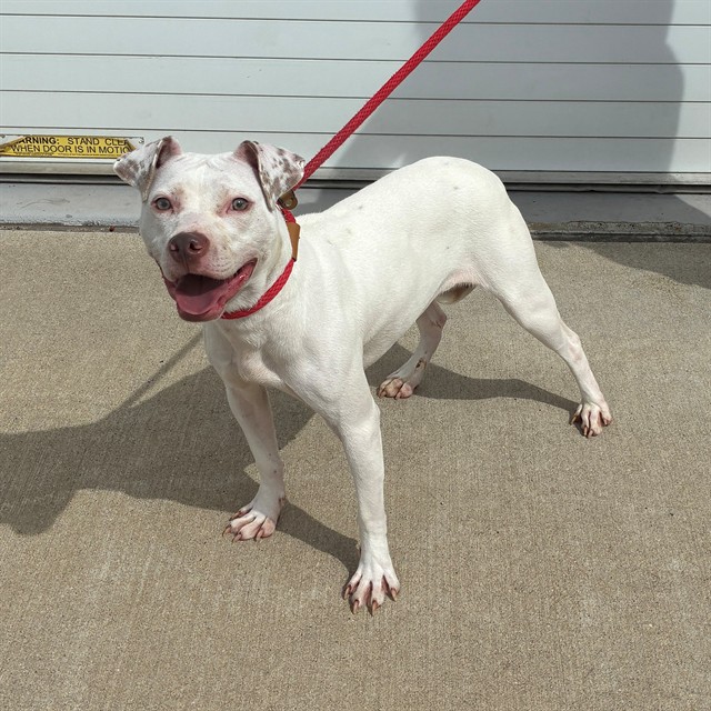 Shelter Stray Female Dog last seen Near BLOCK E OAK ST APT 2, 3528 Newburg Rd, Louisville, KY 40218, USA
