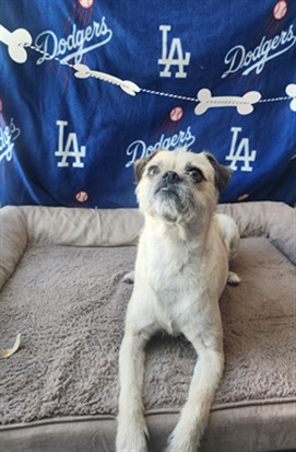 Shelter Stray Female Dog last seen , West Valley Animal Shelter, 20655 Plummer St, Chatsworth, CA 91311, USA