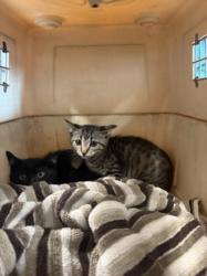 Shelter Stray Male Cat last seen , West Valley Animal Shelter, 20655 Plummer St, Chatsworth, CA 91311, USA