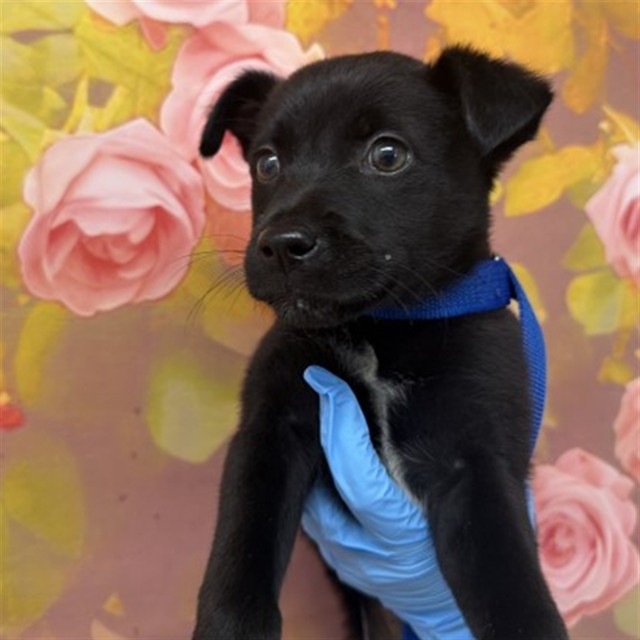 Shelter Stray Female Dog last seen ALTURAS AND MEDICAL CENTER DR, 333 Chandler Pl, San Bernardino, CA 92408, USA