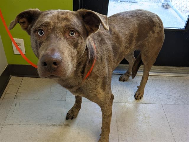 Shelter Stray Female Dog last seen Near BLOCK SE 208TH ST, KENT WA 98031, 21615 64th Ave S, Kent, WA 98032, USA