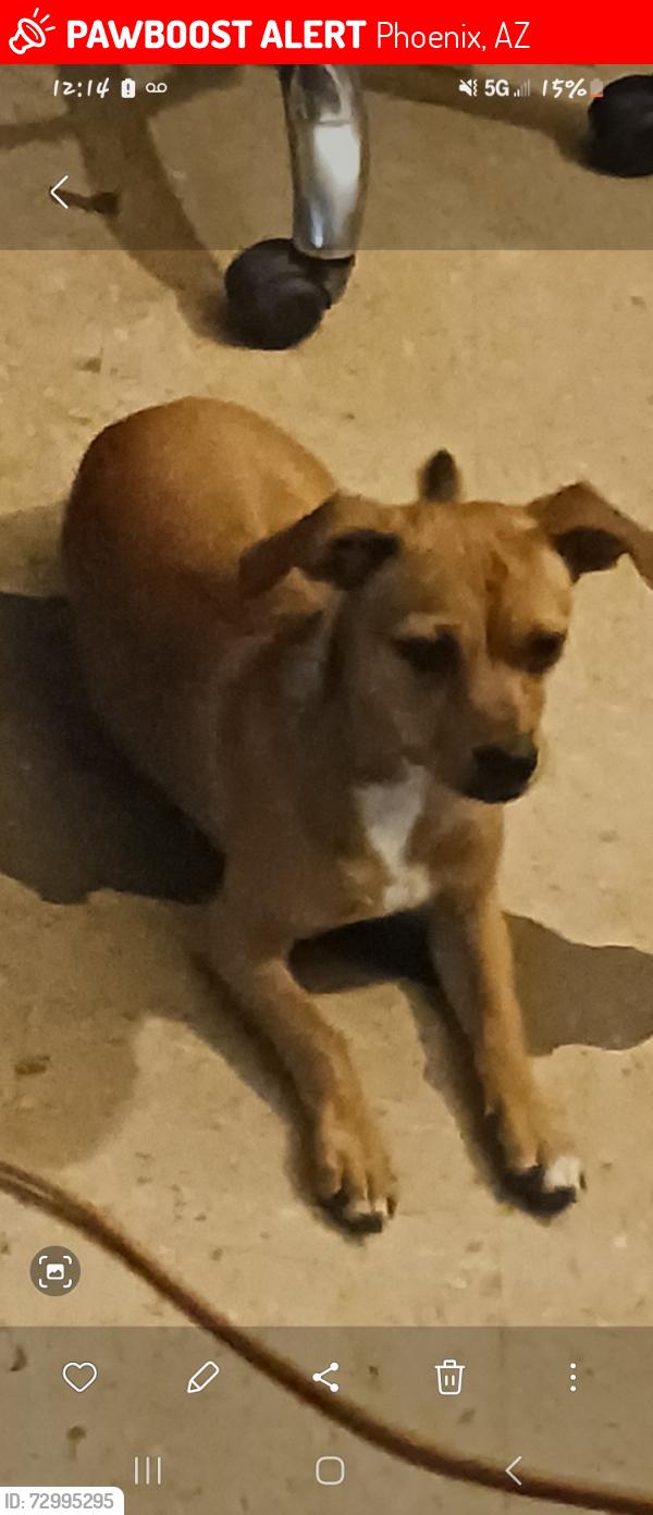 Lost Male Dog last seen 16th & Broadway rd, Phoenix, AZ 85040