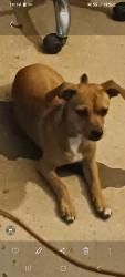 Lost Male Dog last seen 16th & Broadway rd, Phoenix, AZ 85040