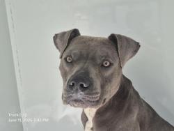 Shelter Stray Male Dog last seen Near BLOCK STOUT ST, DETROIT, MI 48223, 7401 Chrysler Dr, Detroit, MI 48211, USA