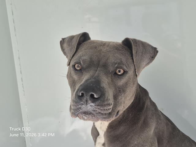 Shelter Stray Male Dog last seen Near BLOCK STOUT ST, DETROIT, MI 48223, 7401 Chrysler Dr, Detroit, MI 48211, USA