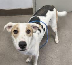 Shelter Stray Male Dog last seen , 4000 N Silverbell Rd, Tucson, AZ 85745, USA