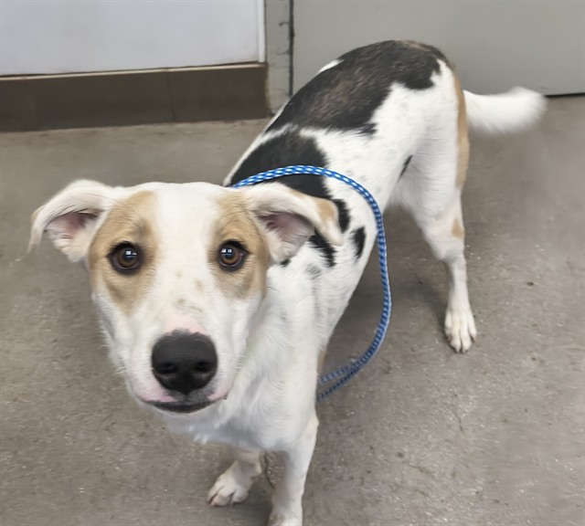 Shelter Stray Male Dog last seen , 4000 N Silverbell Rd, Tucson, AZ 85745, USA