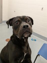Shelter Stray Female Dog last seen Near , 2600 S Harding St, Indianapolis, IN 46221, USA