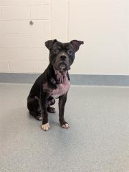 Shelter Stray Male Dog last seen Near , 2600 S Harding St, Indianapolis, IN 46221, USA