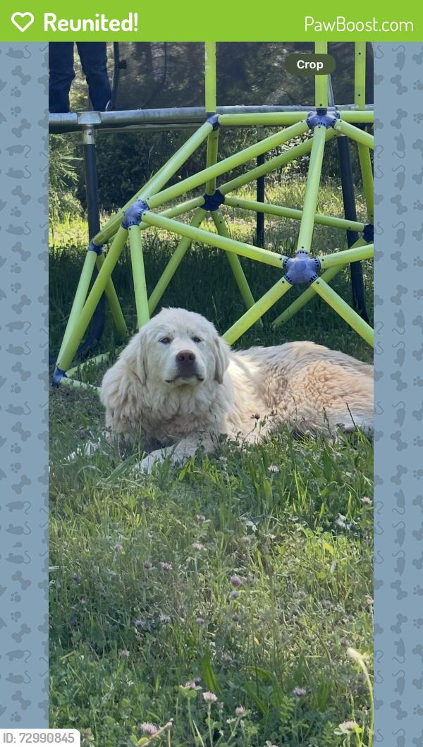 Reunited Female Dog last seen Lake Francis Road Dobbins Ca, Dobbins, CA 95935