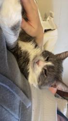 Lost Male Cat last seen Near Limesprings Lane, Whitestown, IN 46075