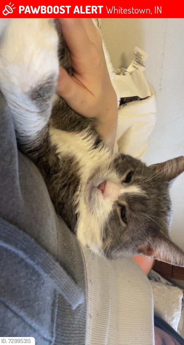 Lost Male Cat last seen Near Limesprings Lane, Whitestown, IN 46075