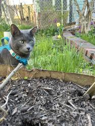 Reunited Male Cat last seen Between Melwood Ave and Cargill St Polish Hill, Pittsburgh, PA 15213