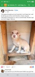 Found/Stray Female Dog last seen San Antonio somewhere, San Antonio, TX 78207