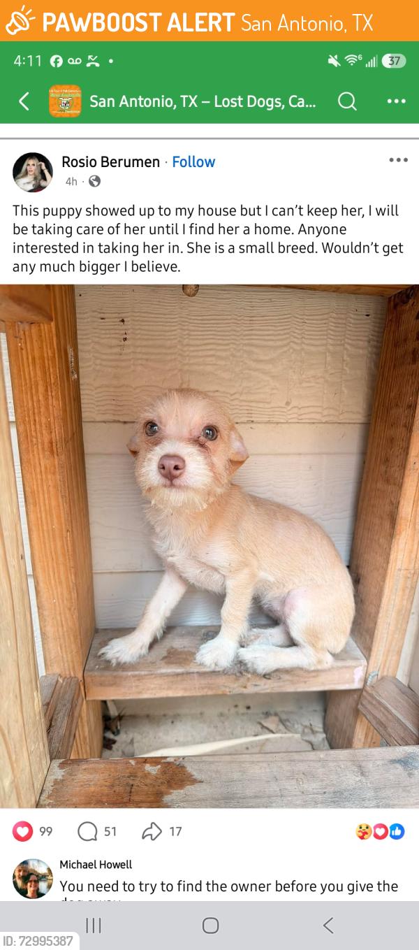 Found/Stray Female Dog last seen San Antonio somewhere, San Antonio, TX 78207