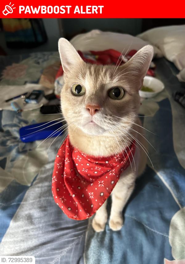 Lost Male Cat last seen Five Points, Hamilton Township, NJ 08619