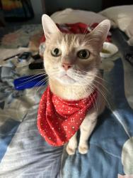Lost Male Cat last seen Five Points, Hamilton Township, NJ 08619