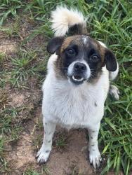 Found/Stray Female Dog last seen Pleasanton road, San Antonio, TX 78264