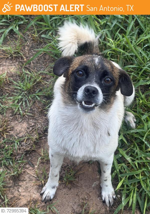 Found/Stray Female Dog last seen Pleasanton road, San Antonio, TX 78264