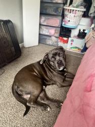 Lost Male Dog last seen Forest ct , Kansas City, KS 66103