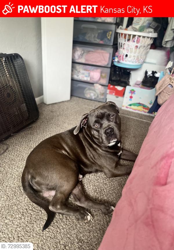 Lost Male Dog last seen Forest ct , Kansas City, KS 66103