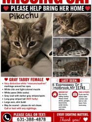Lost Female Cat last seen Around Holbrook, Where Expressway Dr S, Patchogue Holbrook Rd and Union Ave meet, Holbrook, NY 11741