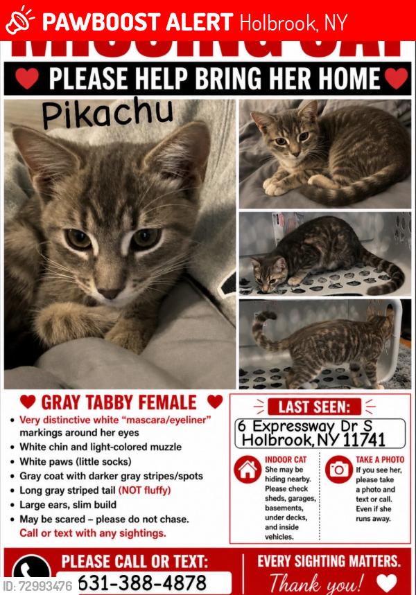 Lost Female Cat last seen Around Holbrook, Where Expressway Dr S, Patchogue Holbrook Rd and Union Ave meet, Holbrook, NY 11741