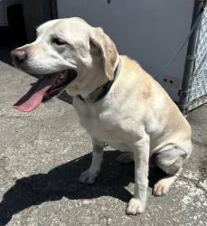 Reunited Male Dog last seen Madrona Avenue and Antonio Street, Torrance, CA 90503