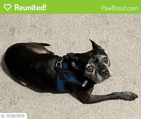 Reunited Male Dog last seen Farrow Rd & Pine Wedge (Willow Lake subdivision), Blythewood, SC 29016