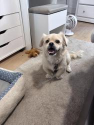 Reunited Male Dog last seen Near Calla Ave Imperial Beach, CA  91932 United States, Imperial Beach, CA 91932