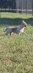 Found/Stray Unknown Dog last seen Chase dr., Rancho Cordova, CA 95670